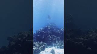 sunlight or moonbeam turtle cozumel underwater [upl. by Rambow]