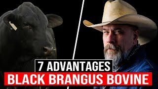 🔴 7 Advantages Of The Black BRANGUS Bovine Breed ✅ Biggest Bulls And Cows brangus [upl. by Eenot]