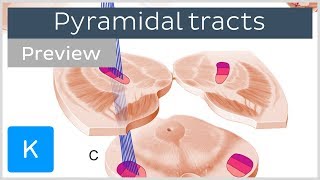 Pyramidal tracts pathways and functions preview  Human Neuronatomy  Kenhub [upl. by Nnylhtak]