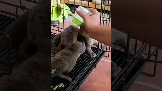 Baby Otters Drinking Milk animals animaldog cute otter dogbreeds [upl. by Onitsoga]