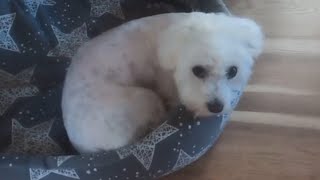 I am grateful to the world for such a dog  she is my consolation  a cute Maltese dog [upl. by Yuria]