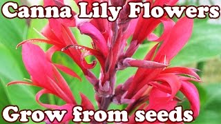 How To Grow Canna Lily Lilly Cannas Lilies Lillies Seed Seeds  Perennial Flower Perennials Flowers [upl. by Corabelle919]