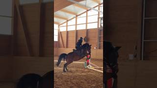 So ein frecher 😂❤️ equestrian pony springen springpony fail [upl. by Ynnod]