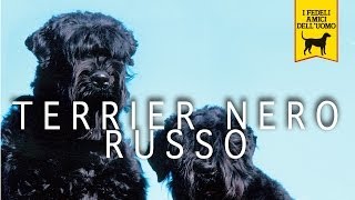 TERRIER RUSSO NERO trailer documentario razza canina [upl. by Dowzall417]