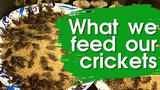 What Our Crickets Eat Where You Can Get It amp What To Use If You Can’t [upl. by Lucina310]