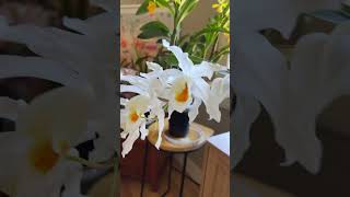 Coelogyne Linda Buckley “HCC” shorts [upl. by Melbourne790]