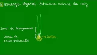 Morfologia externa da raiz  Botânica  Biologia [upl. by Strickland]