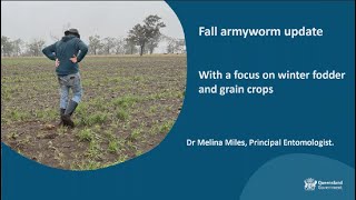 Fall Armyworm Update 010524 [upl. by Wj]