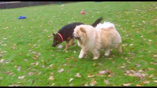 Chow Teddy amp GSD Tinkerbell DogtrainersUK [upl. by Saraann]