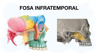 FOSA INFRATEMPORAL ✅ Anatomía [upl. by Astred197]