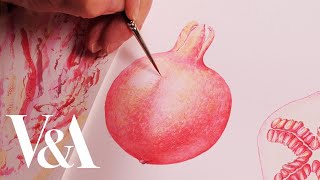 Watercolour painting of a pomegranate by Lucy T Smith  VampA [upl. by Reiners]