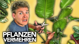 PFLANZEN VERMEHREN  Ableger richtig schneiden  Joeys Jungle Plants [upl. by Ellednek]