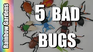 5 Bad Bugs and How to Rid Them from Your Garden  Aphids Scale Worms Beetles [upl. by Adnalram]