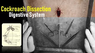 How do you dissect a cockroach Digestive System Of Cockroach I Zoology Practical I cockroach video [upl. by Orsino661]