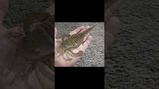 The average eurypterid was rather small science prehistoric eurypterids [upl. by Suoirad592]