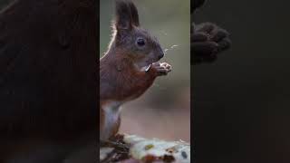 Погрызушка  The rodent 🐿️ wildlife nature squirrel белка [upl. by Kohn81]