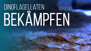 HOWTO Dinoflagellaten im Meerwasseraquarium bekämpfen  Coralaxy [upl. by Esnahc137]