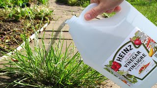 Use Vinegar In Your Garden And Watch What Happens [upl. by Cogen]