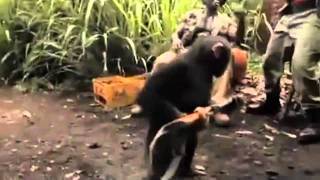 Chimp With A Gun AK  47  Must Watchavi [upl. by Immas502]