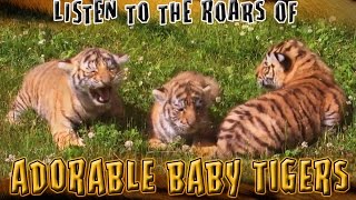 Baby Tigers – 5 Week old Amur Tiger Cubs Play and Try to Roar [upl. by Darrej19]