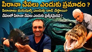 Why piranha fish is dangerous  Why do piranhas attack humans  Rs Facts Telugu [upl. by Aissila]