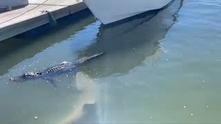 Tourist Captures Shark Biting Alligators Foot in South Carolina [upl. by Tab]