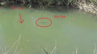 Sight Casting to a 50 cm Trout in Crystal Clear Water [upl. by Veradi]