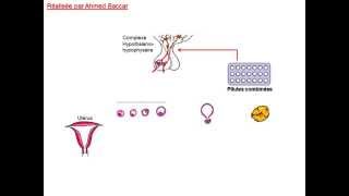 Mode daction de la pilule combinée [upl. by Ainaj]