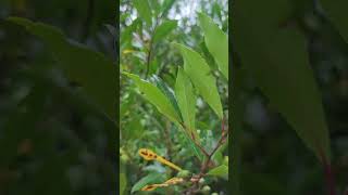 Carolina Laurel prunus caroliniana [upl. by Rehpotsirhcnhoj]