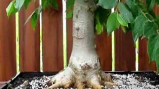 Field grown Celtis sinensis Chinese Hackberry [upl. by Harolda]