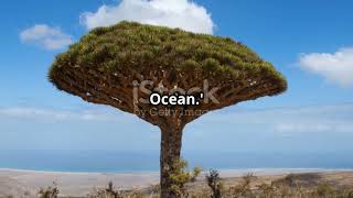 Discovering Socotra An Islands Tale [upl. by Amaras]