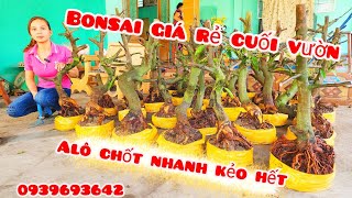 Phôi mai bonsai giá rẻ cuối vườn 198 chịNhí0939693642 MaivàngThanhTâm [upl. by Ydnahs]