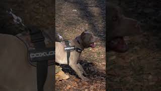 Aggressive Dog Training Bandog dogtraining bandog [upl. by Ainitsirk]