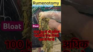 Rumenotomy in cow l Bloat l Recurrent Tympani l Dr Umar Khan [upl. by Jecho342]