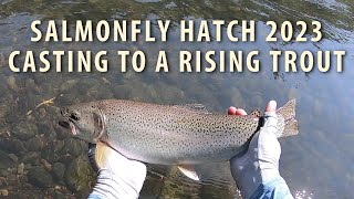 Salmonfly Hatch Casting to a Rising Trout Dry Fly Fishing Oregon Summer 2023 [upl. by Jenny]