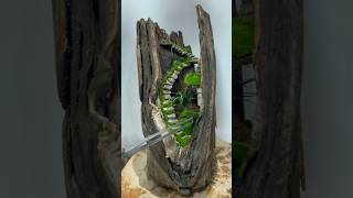 Terrarium Making in Wood log terrarium diy [upl. by Lekim]