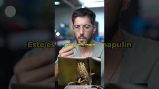 Tlayuda con chapulines 🦗🦗Oaxaca oaxaca comidacallejera comidamexicana mexico mexicanfood [upl. by Assirram]