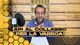 API AL COLLASSO per la Varroa la soluzione è solo una [upl. by Tandie387]