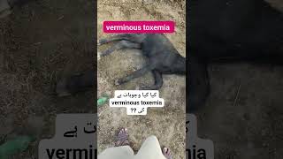 Verminous toxemia in calf  Dr sajid [upl. by Ahsirkal]