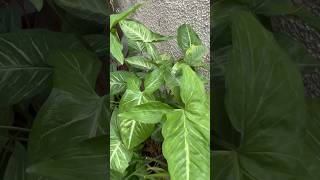 🌱Best indoor and air purifier plants 🪴🥰homegarding 🏡🧑‍🌾🪴🥰ytshots 🌿viralshorts [upl. by Enomes73]