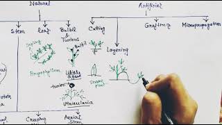 Vegetative propagation in plants [upl. by Pineda]