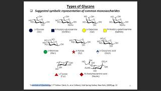 N amp O glycans and Sialic Acid Glycans [upl. by Anuahs623]