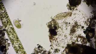 Pantoffeltierchen  Paramecium  Leben im Wassertropfen  microorganisms under microscope Full HD [upl. by Olga]