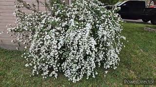 Bridal Wreath Double SpireaSpirea cantoniensisReeves Spirea [upl. by Emile621]