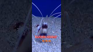 A BIZARRE amp BUSY BANDED SHRIMP EATING🦐🦐🦐 ☺️☺️☺️ Maidenhead Aquatics shrimp aquarium shorts [upl. by Woo]