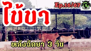 Ep1667 เลี้ยงวัว ไข้ขา อาการหลังฉีดยาได้ 3 วัน [upl. by Aket]