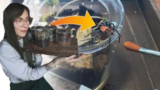 Making TINY TARANTULA Terrariums Planted Enclosures for Tarantulas or Scorpions [upl. by Aceber]