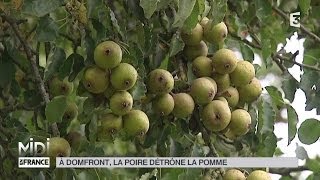 VU DICI  À Domfront la poire détrône la pomme [upl. by Tega]