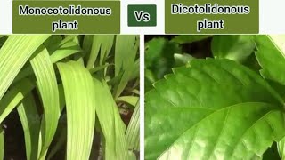 monocot plant vs dicot plant [upl. by Uyekawa]