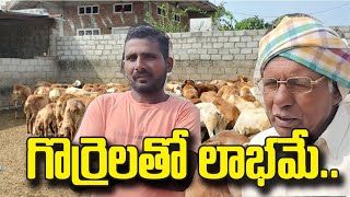 గొర్లతో లాభమేsuccessful sheep farming in indiaby golden mucchatluhigh profits sheep business [upl. by Glendon]